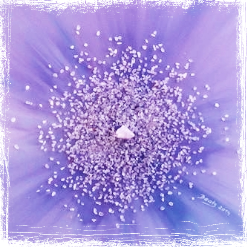 Intuitivní obraz - Atelier Rosana